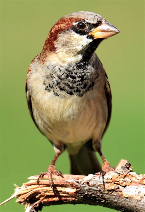 beautiful sparrow pictures